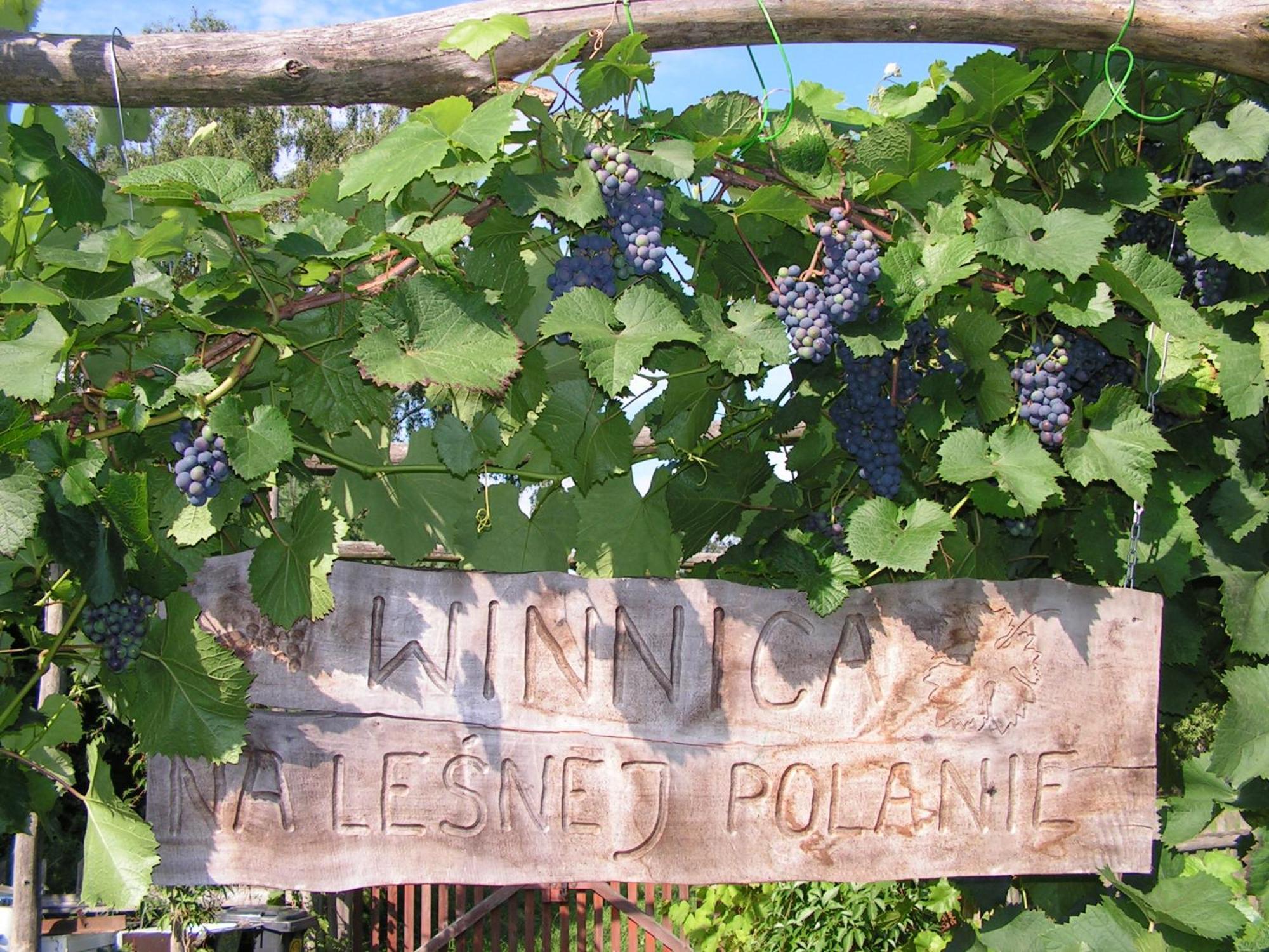 Winnica Na Lesnej Polanie Zabor Exterior photo